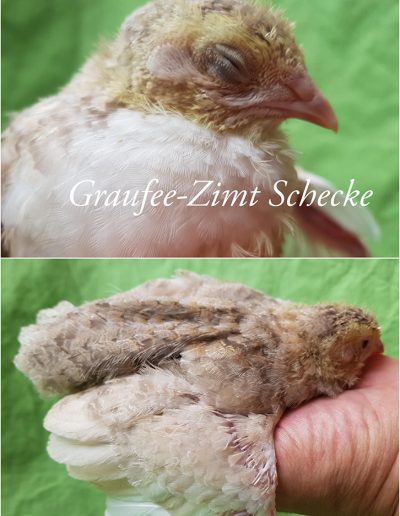 Graufee Zimt Schecke Küken