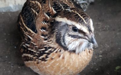 Wildfarbig