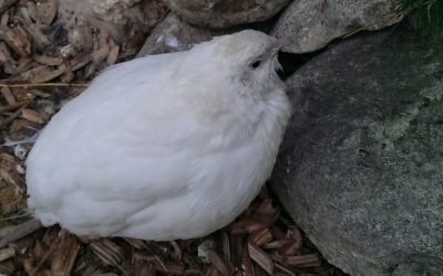 Weiß