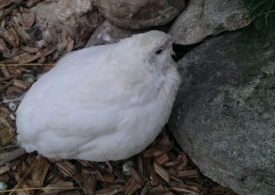Weiße Henne
