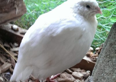 Weiße Henne