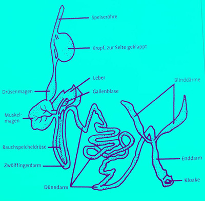 Verdauungstrakt der Wachtel