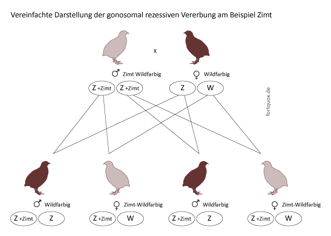 Gonosomale Vererbung